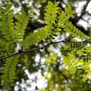 Gleditsia sinensis Linn สารสกัดสำคัญใน Dermaxil